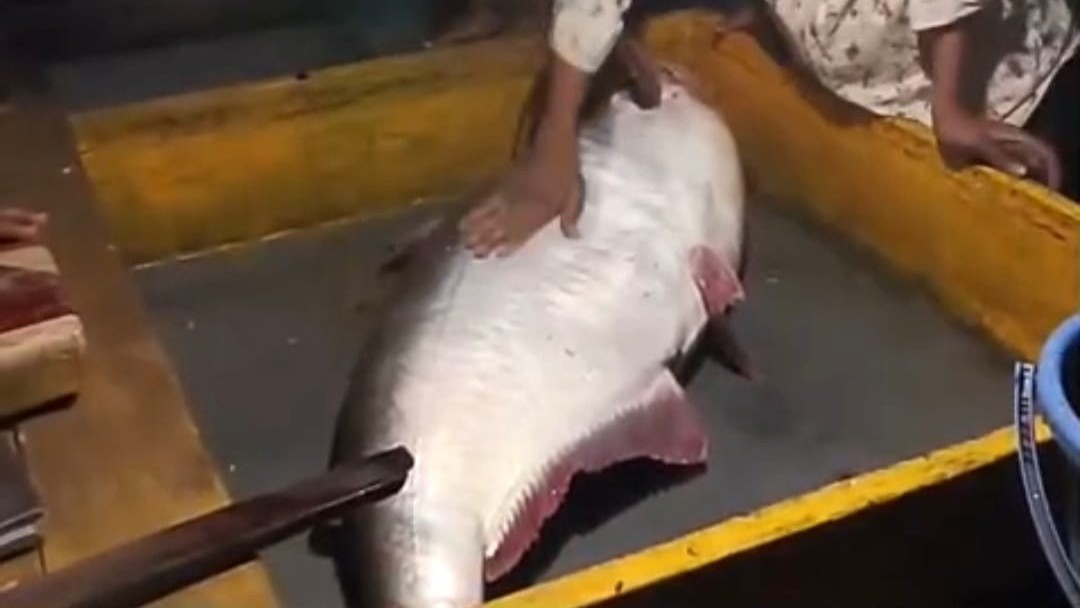 মেঘনায় ২৮ কেজির পাঙ্গাশ, নিলামে বিক্রি ৩৪ হাজার টাকায়